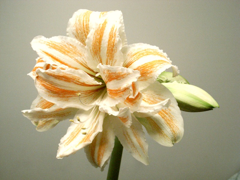 Цветок Гиппеаструм