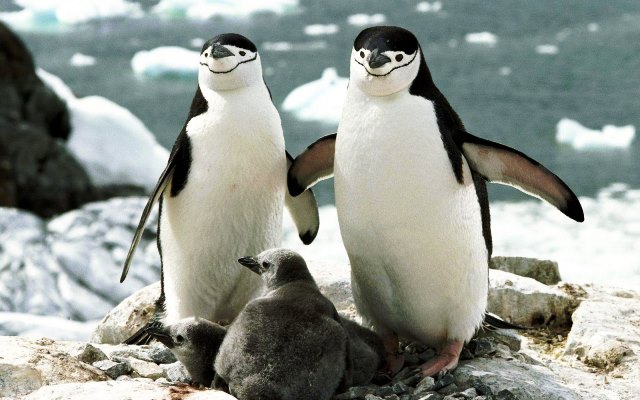 Пингвин антарктический