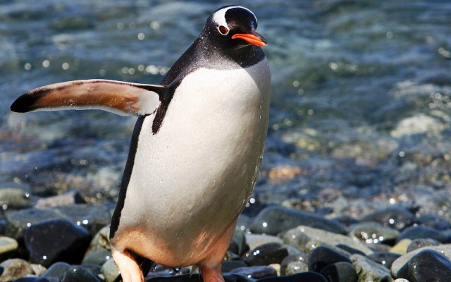 Пингвин папуанкий