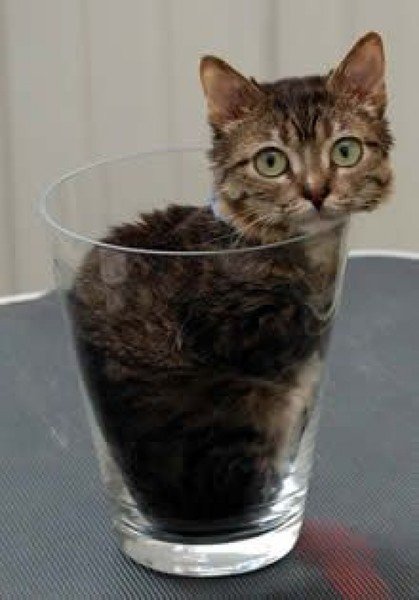 кот в стакане