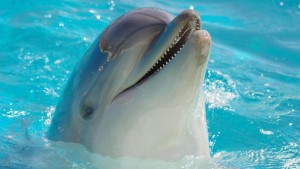 Дельфин один