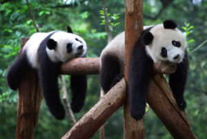 Ленивые панды