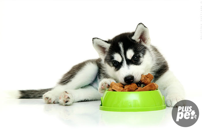 Питание щенков сибирского хаски и взрослой собаки