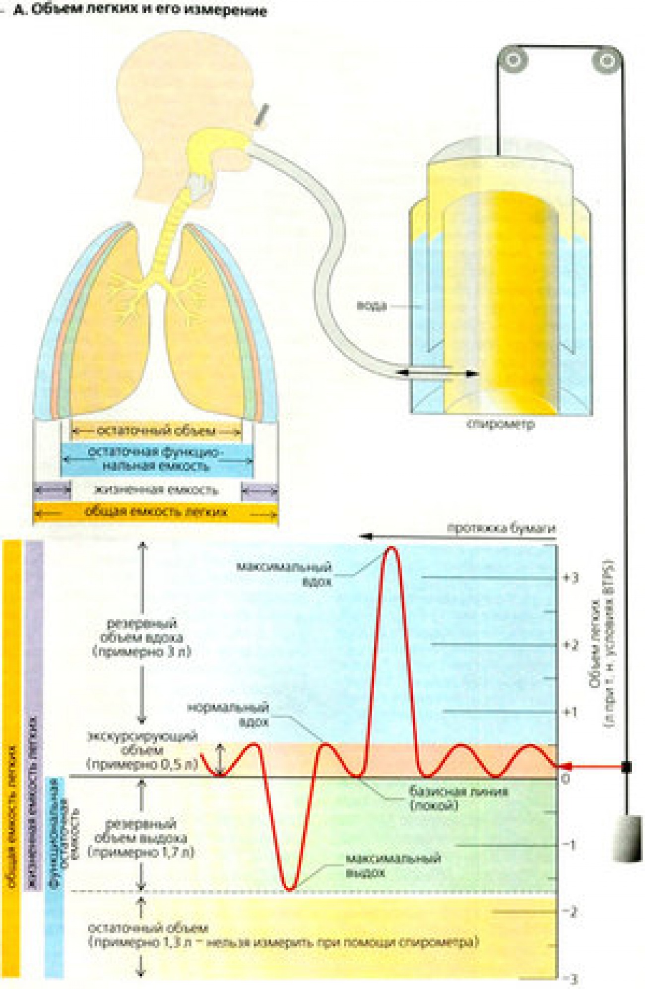 Какая емкость легких у человека. Схема дыхательного объема легких. Измерение дыхательного объема легких норма. Объем легких таблица. Объём лёгких человека норма таблица в литрах.