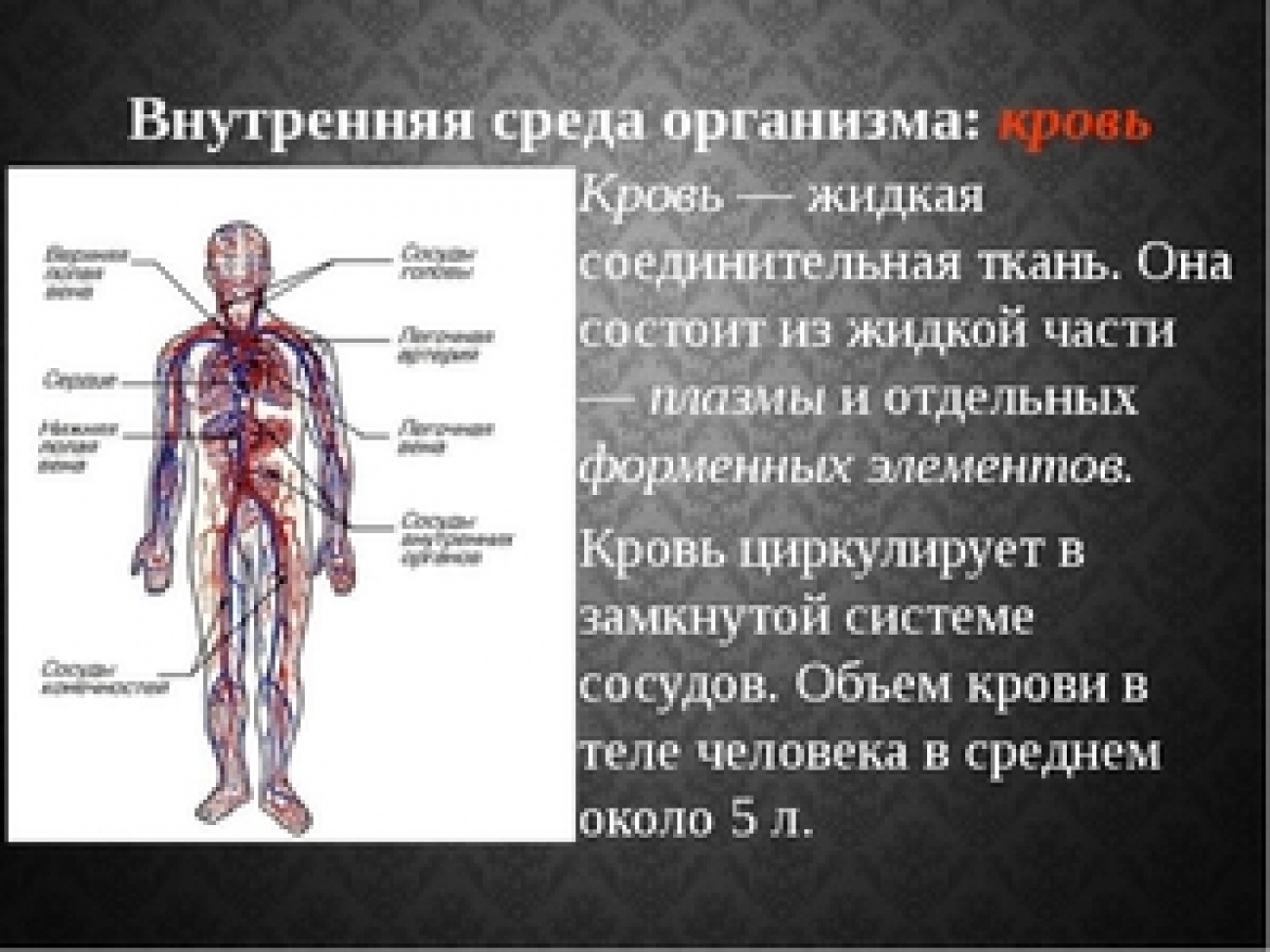 Большое количество крови в организме. Внутренняя среда организма. Кровь в организме человека. Объем крови в теле человека. Человеческий организм.
