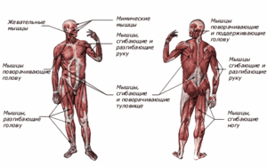 Мышечная система человека - схема