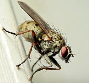 Обычная комнатная муха сидит на стене