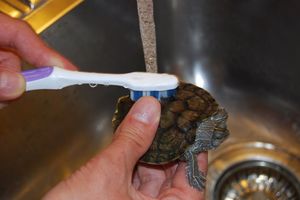 Гигиена красноухих черепах