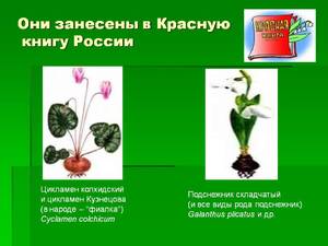 Редкие и вымирающие растения