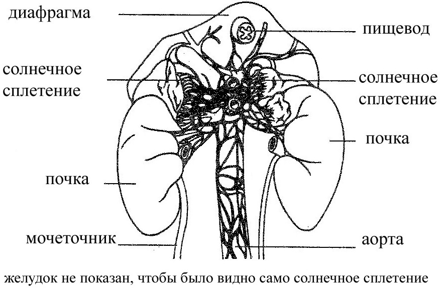 Где находится область солнечного сплетения у человека фото