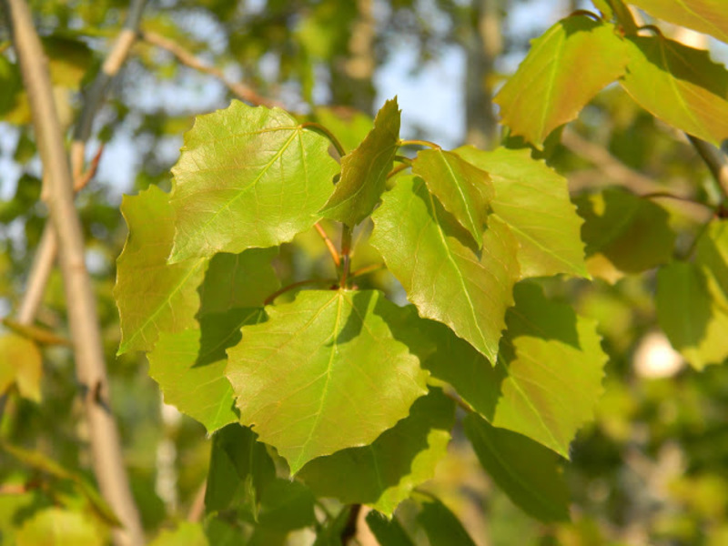 Как выглядит дерево осина фото летом листочки
