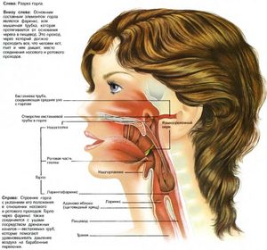 Ухо горло нос как называется болезнь thumbnail