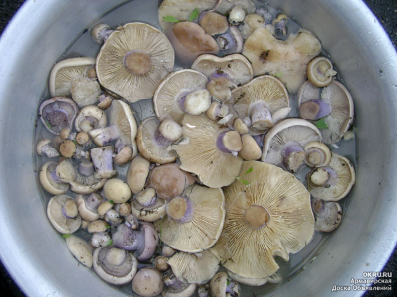 Когда собирают грибы синеножки