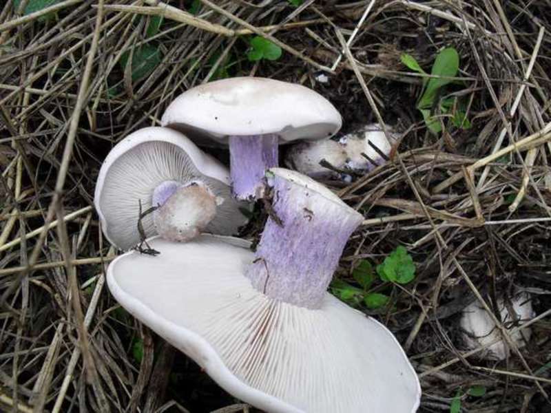 Где растет гриб синяя ножка