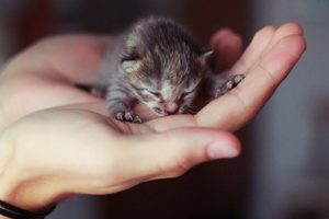 Через сколько после рождения кошки открывают глаза thumbnail