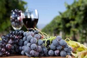 Как изготовить вино из винограда Изабелла