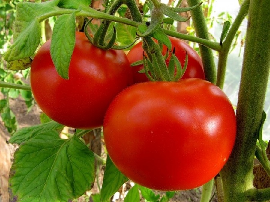 Выбираем сорта помидоров — Газета Вечерний Оренбург