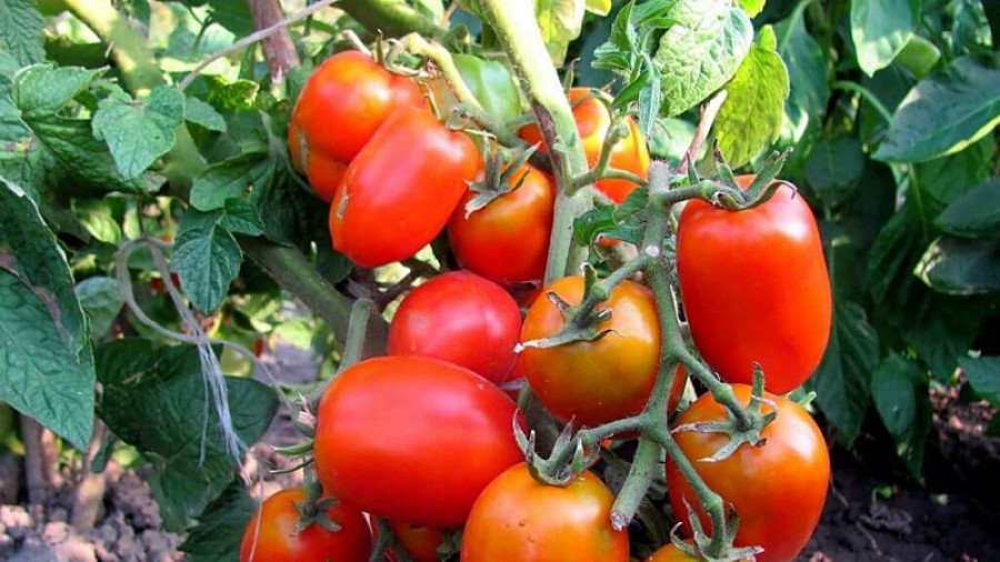 Томат Буян (Боец): характеристика и описание сорта помидоров ...