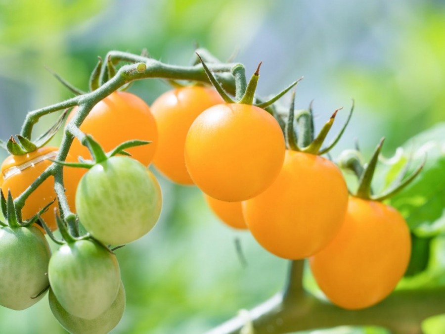 Самые сладкие желтые томаты для открытого грунта и теплицы ...
