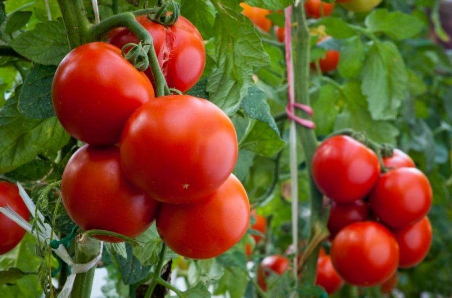Самые урожайные томаты для Ленинградской области, сорта для ...