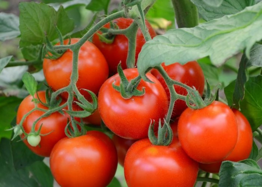 Новые сорта томатов на 2018 год сибирской селекции для ...